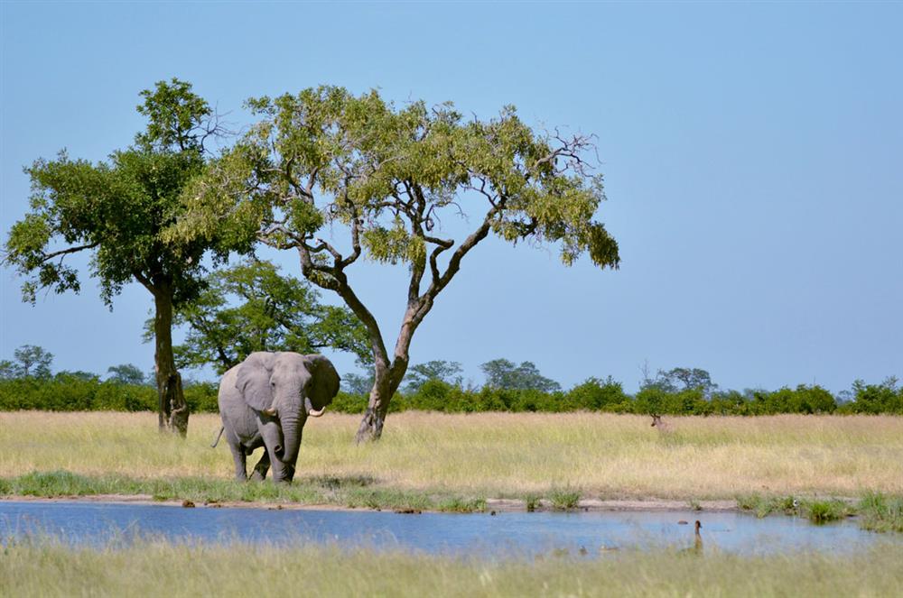 Ghoha Hills Savuti Lodge